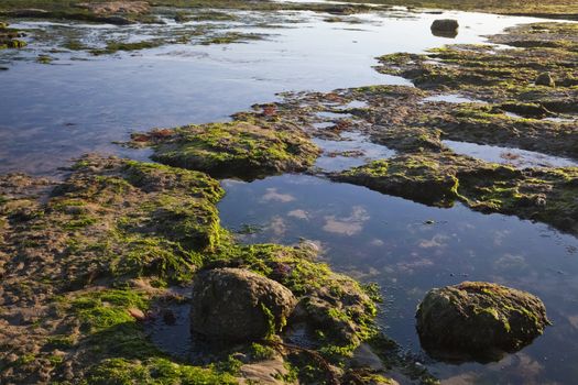 The sea shore by the low tide