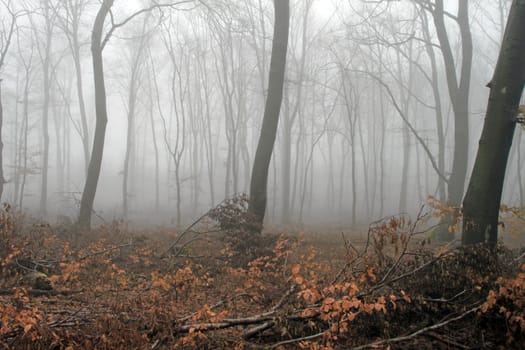 Leafless trees obscured by a thick fog, 