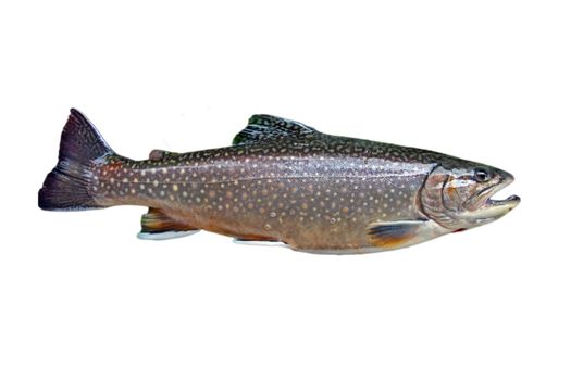 A common trout isolated on white background