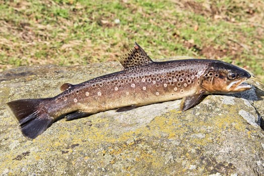 A common trout lying on a stone