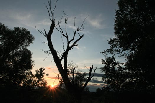 A bare, leafless tree standing in the sunset