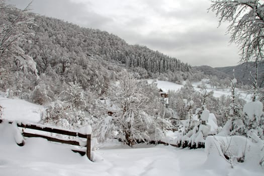 A winter landscape with snow-covered trees and pines