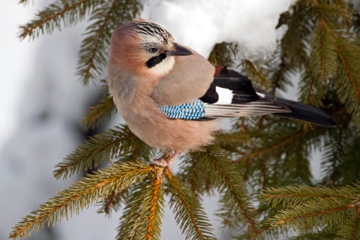 Close-up of an Eurasian Jay on a pine tree in winter