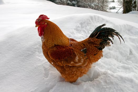 Close-up of a rooster standing in the snow