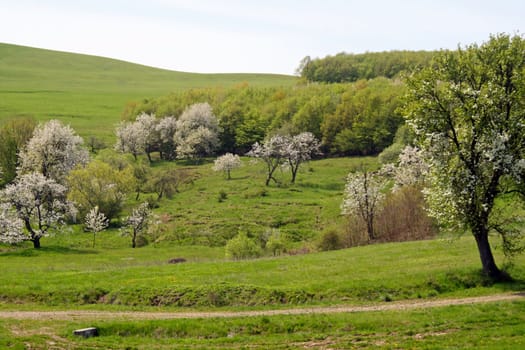 Blossoming trees in the Transylvanian alps