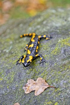 Closeup of a fire salamander on a wet rock