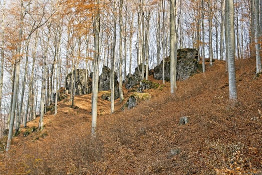 Beech forest in autumn with big rocks