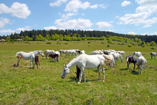 White and brown horses graze on the pasture