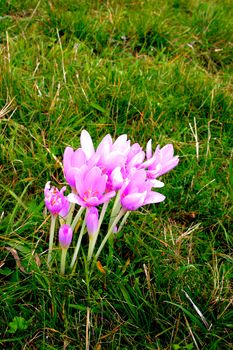 Alpine flower in Transylvania