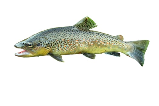 Common trout isolated on white background