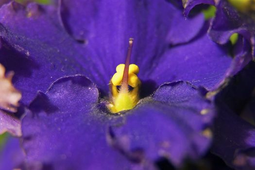 Macro foto of the petals of a Saintpaulia