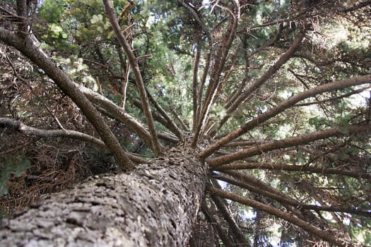 Portrait of a silver fir from the bottom up