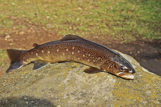 A fished common trout lying on a stone