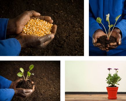 Collage combination African American Farmer Holding Seeds in Hands and gardening plant garden images