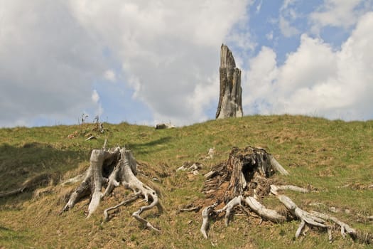 Three tree stumps on a hill with some roots 