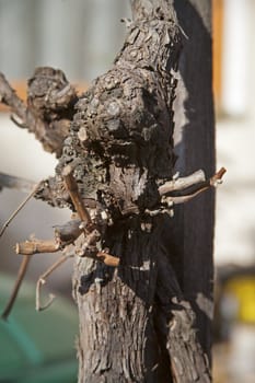 Closeup of a grapevine before offspring in spring