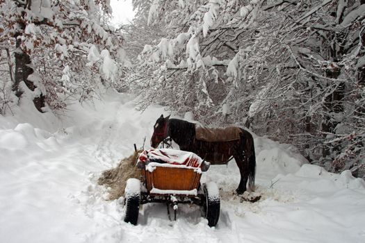 A horse carriage on a forest path in winter