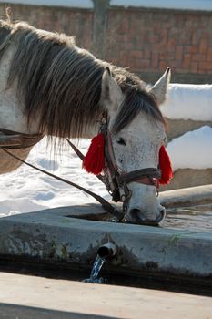 A white horse is drinking at a trough