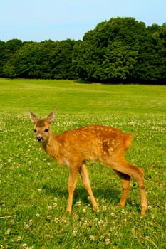 A fawn on a meadow