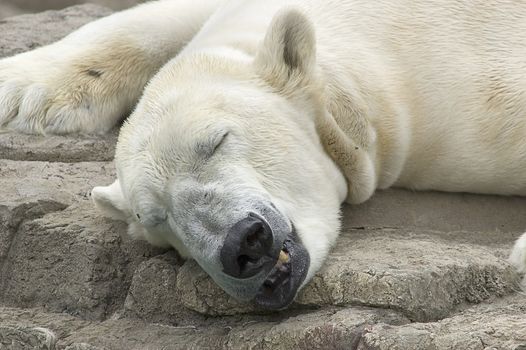 Polar Bear sleeping on rock
