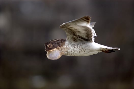 Humorous blend of an American Toad and a Seagull in flight