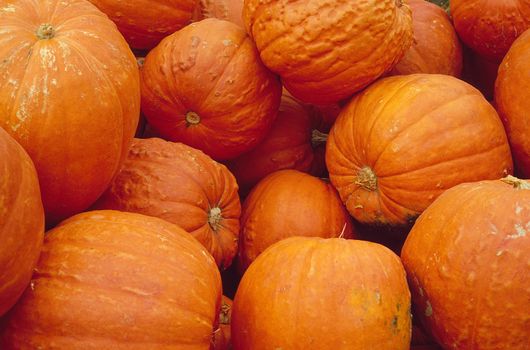 Collection of bright orange pumpkins