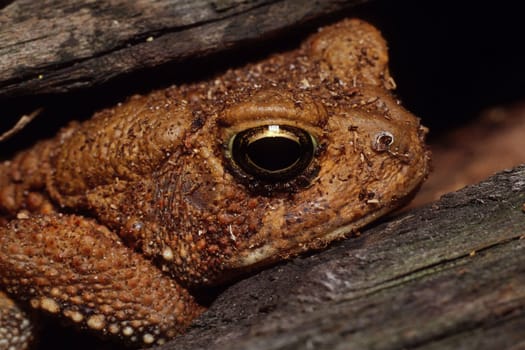 An American Toad (Bufo americanus) peeking out from beneath a log