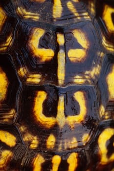 Detail of an Eastern Box Turtle shell