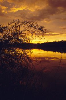 Sunset over pond with weeds in foreground
