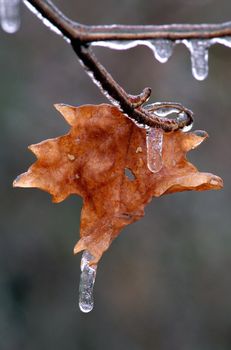 A single Maple leaf on a branch covered with ice with an icicle