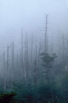 A group of dead and dying trees in a heavy mist, or acid cloud