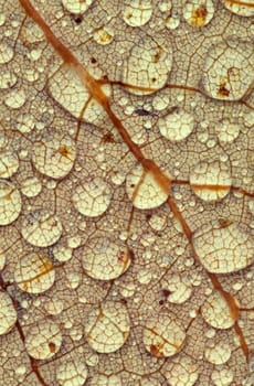Close-up of a leaf covered in water droplets