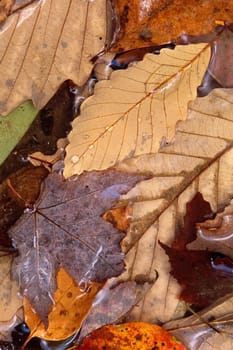 Mixed fall leaves in shallow water, maple and oak