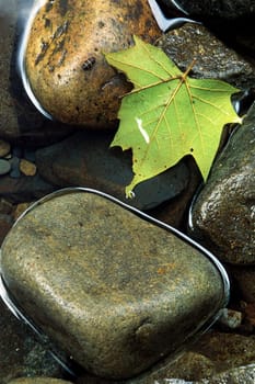 A still pool of water with smooth rocks and a Maple leaf