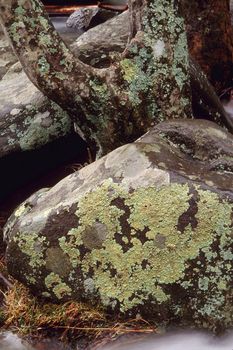 Rocks and a tree covered with lichen making it hard to tell the difference between the two