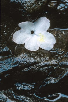White Dogwood flower resting on wet, nlack rock