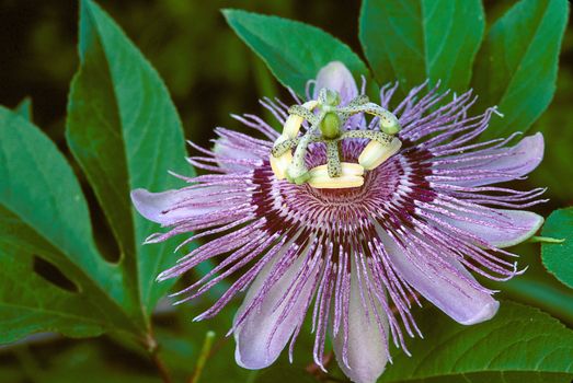 Purple Passion Flower in full bloom