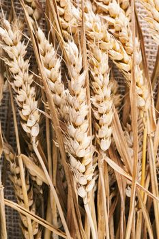 Dried wheat on stalk in burlap background.