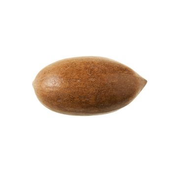 Whole pecan isolated on a white background