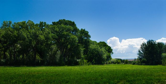 Blue sky, lush green field, and forest