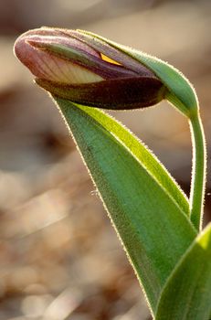 A Pink Lady's Slipper (Cypripedium acaule) starting to blossom