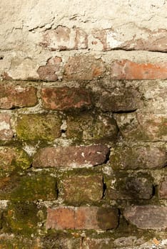 Old bricks damaged wall with moss as background