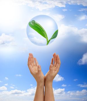 Hands holding young plant with dew in a bubble in the blue sky