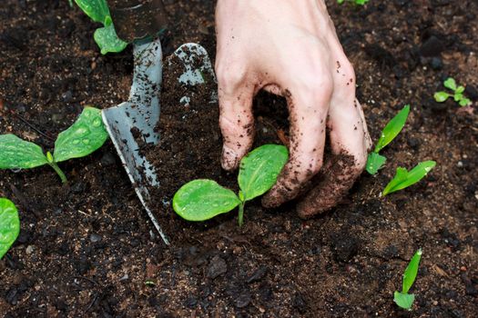 Young Squash plants being transplanted