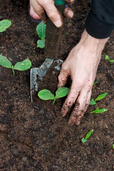 Young Squash plants being transplanted