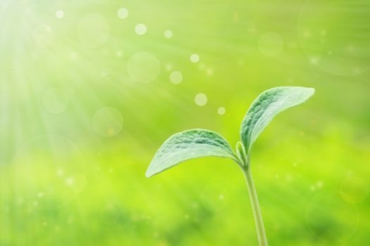 Young plant over shiny spring green background