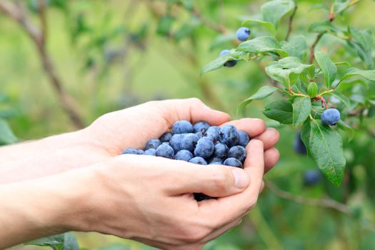 Picking Blueberries from a Blueberry Bush