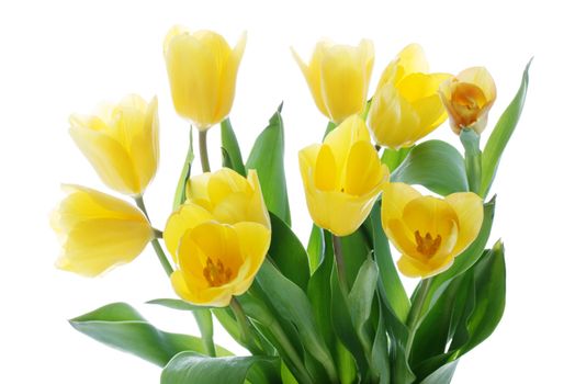 Beautiful Bunch of Tulips isolated on white