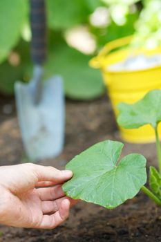 Growing (Squash) Plants in a Garden