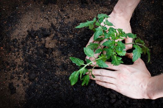 Planting or tending to a young tomato plant